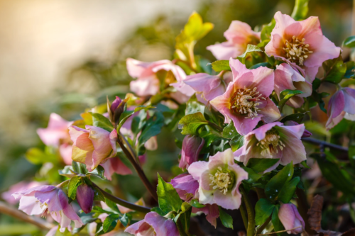 Pinkblühende Lenzrosen. Foto: AdobeStock_Flower_Garden