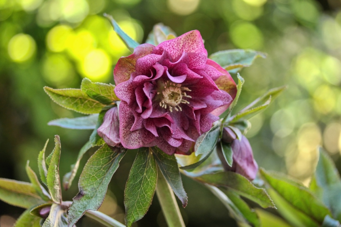 Halbgefüllte Blüte einer Lenzrose in Pink. Foto: AdobeStock_Weronika