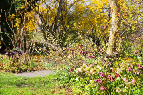 Garten im März – Blühende Scheinhasel zusammen mit blühenden Christ- und Lenzrosen als Baumunterpflanzung. [Foto: © GartenFlora/Ina Volmer]