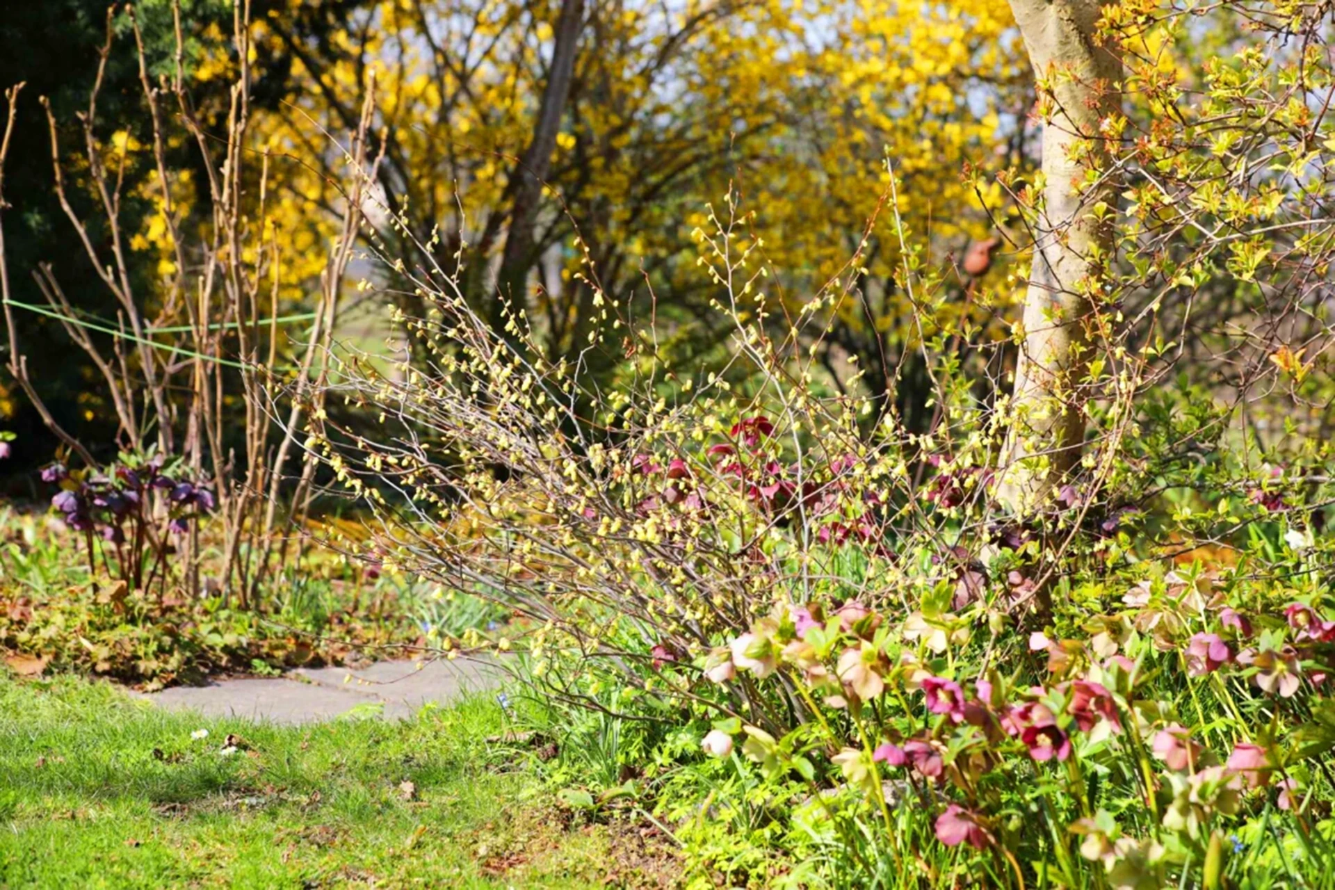 Garten im März Jetzt kann es richtig losgehen GartenFlora