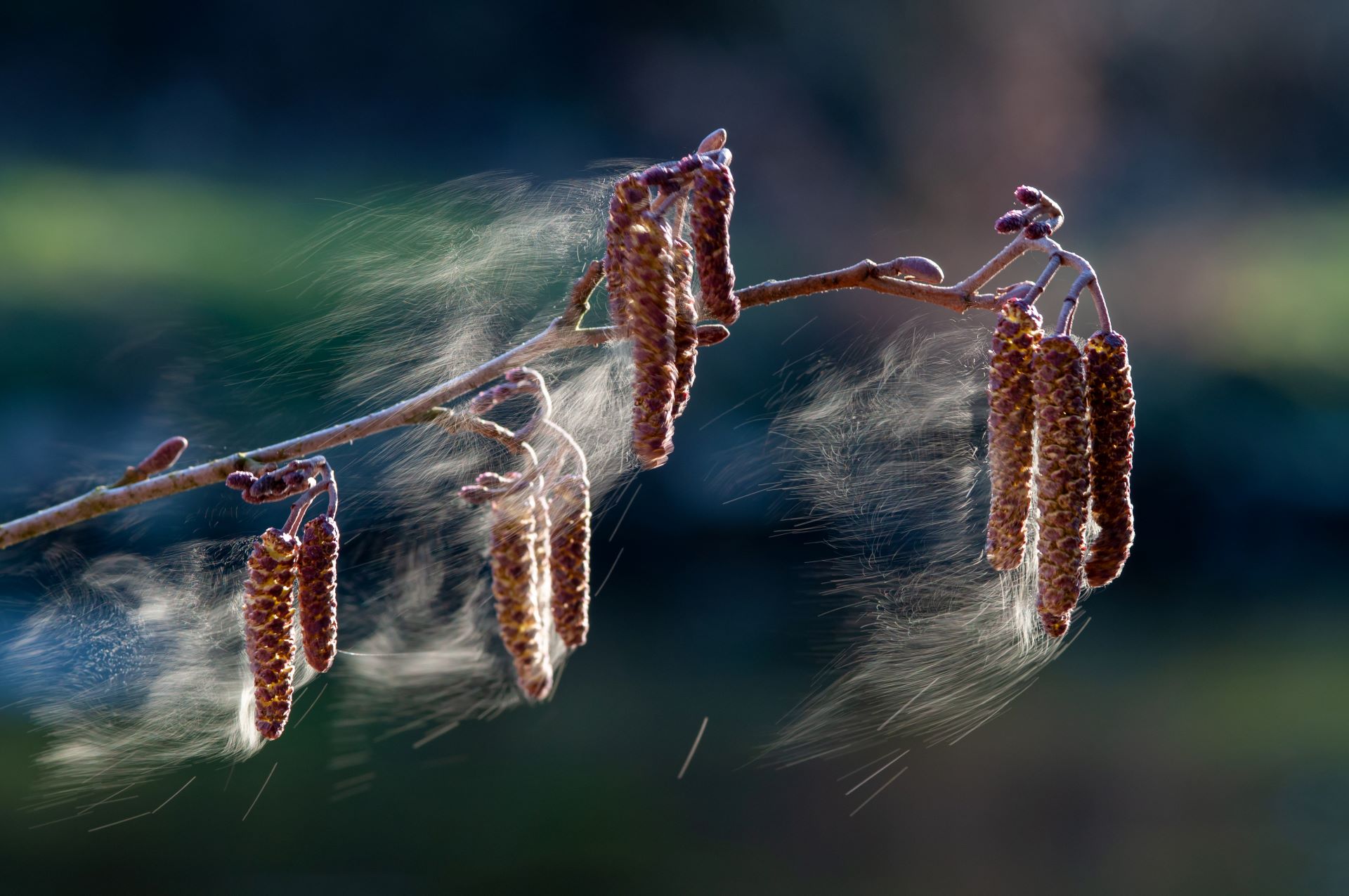 Zu sehen sind Blütenstände der Schwarzerle, deren Pollen vom Wind davongetragen werden.