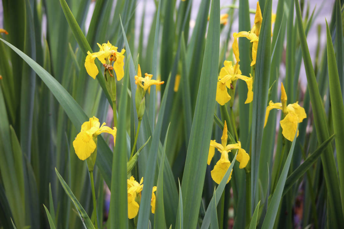 Sumpfschwertlilien mit gelben Blüten. Foto: AdobeStock_SrjT