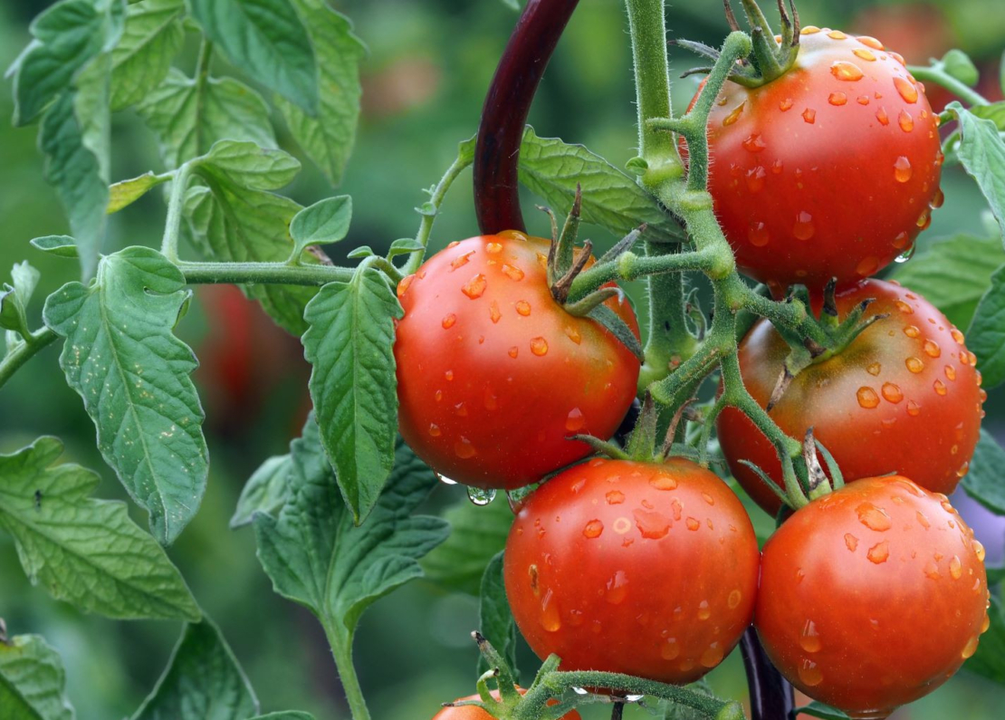 Zu sehen ist eine Tomatenrebe mit roten Früchten daran.