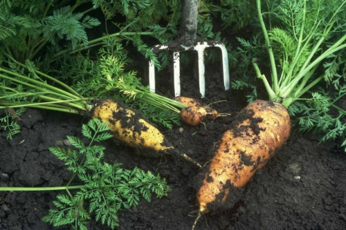 Karotten liegen mit etwas restlicher Erde bedeckt in einem Beet [Foto: © GartenFlora/Christian Gehler]