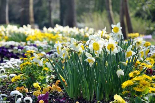 Blühende Osterglocken und Veilchen im Garten. Foto: AdobeStock_struvictory