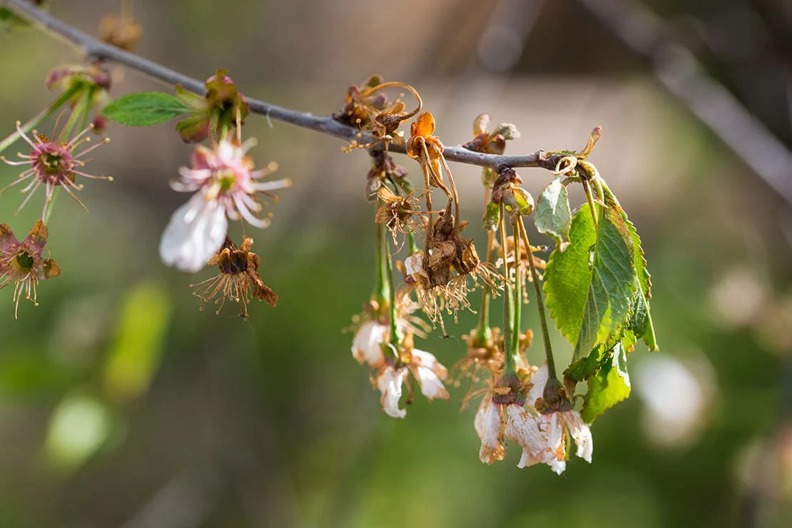 Kirschzweig mit teilweise verwelkten Blüten. Foto: AdobeStock_pticelov
