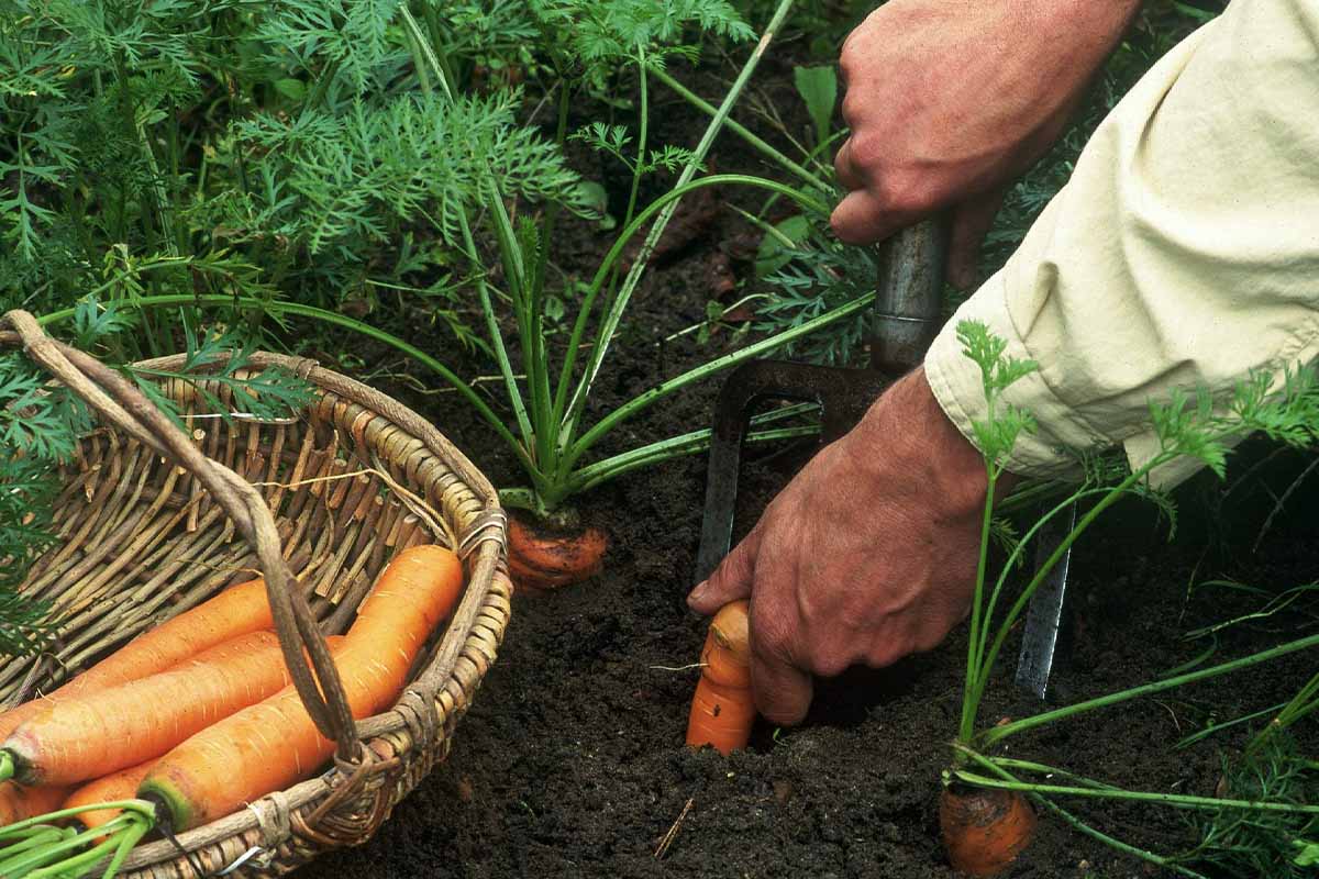 Karotten werden aus Erde gezogen [Foto: © GartenFlora/Christian Gehler]