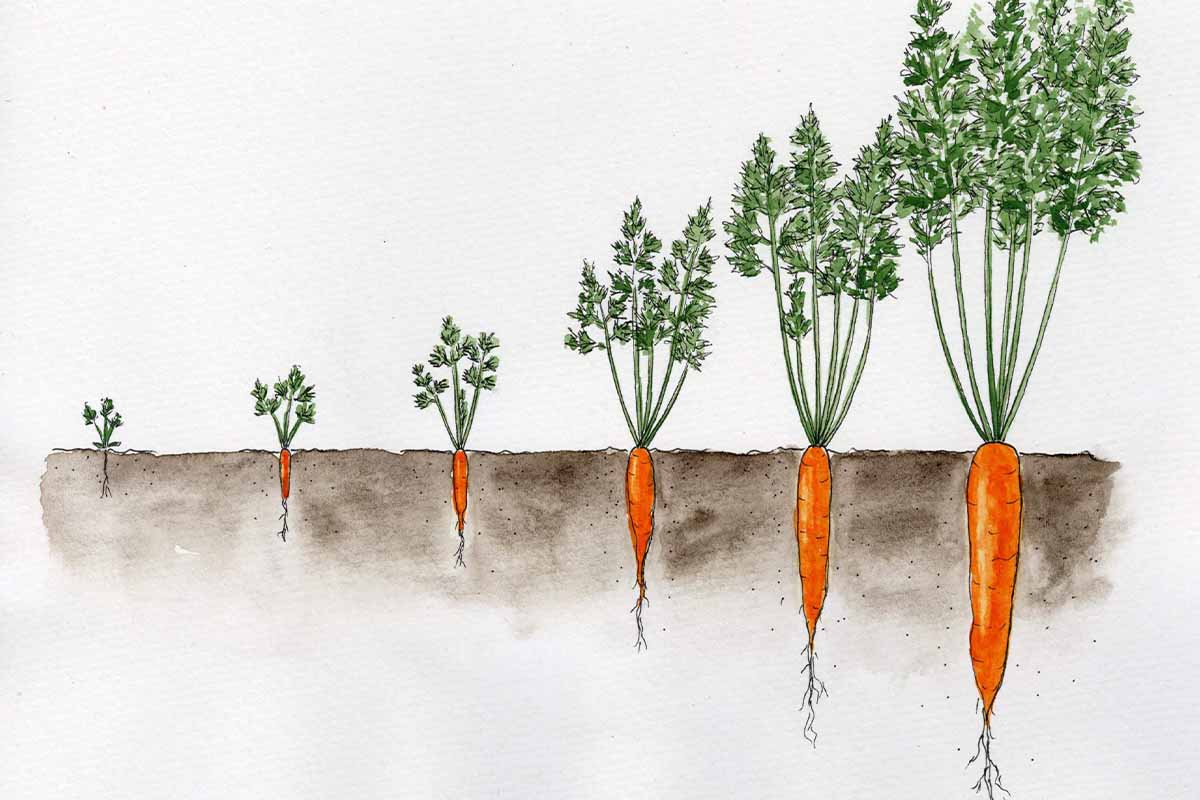 Karotten/Möhren im Wachstum [Illustration: © GartenFlora/Klaus-Dieter Röding]