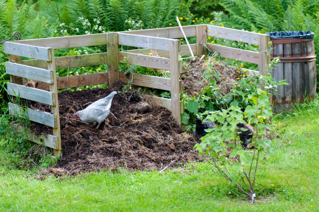 Ansicht eines Gartens – ein Huhn pickt im mit Holz umzäunten Komposthaufen. Foto: AdobeStock_Jonas