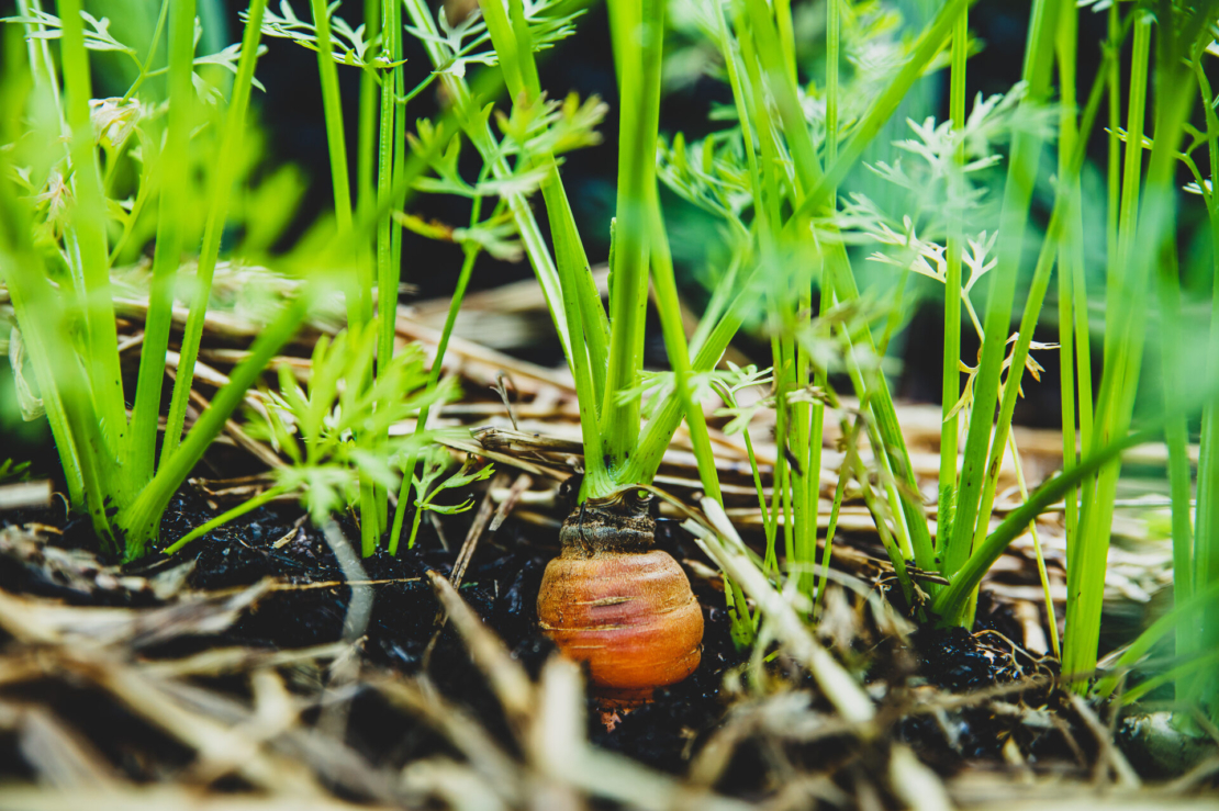 No dig gardening – Oberseite einer Karrotte streckt sich aus dem Boden. Foto: AdobeStock_M.Dörr & M.Frommherz