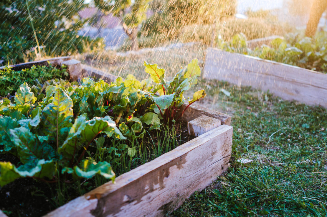 Mangold wächst in einem kleinen Hochbeet im Garten. Feine Wasserstrahlen treffen die Pflanzen von oben. Foto: AdobeStock_Viktor Pravdica