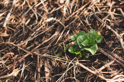 No dig gardening: Salatpflanze wächst aus gemulchtem Boden. Foto: AdobeStock_oliamogdaleva