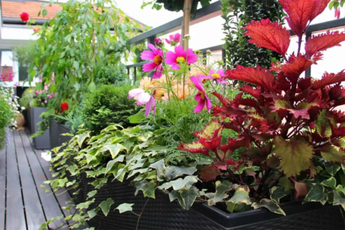 Balkonblumen stehen nebeneinander auf dem Boden eines Balkons [Foto: AdobeStock_Tanouchka]