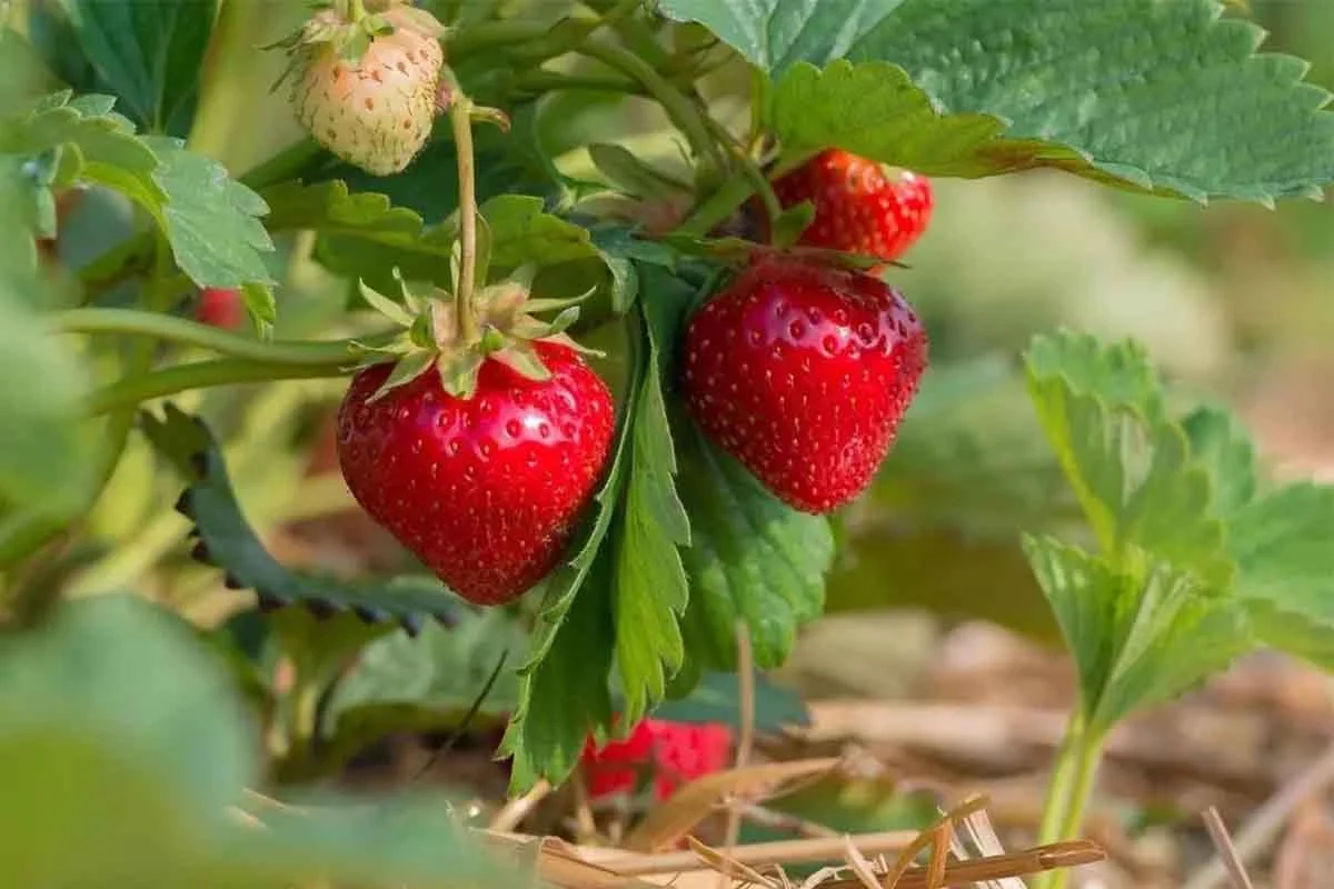 Erdbeeren pflanzen – hier in einem Beet mit Strohdecke [Foto: AdobeStock_mirkograul]