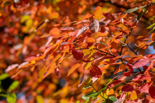 Eine Felsenbirne mit einer orange-/gelb-/rotfarbenen Herbstfärbung. Foto: AdobeStock_Iva