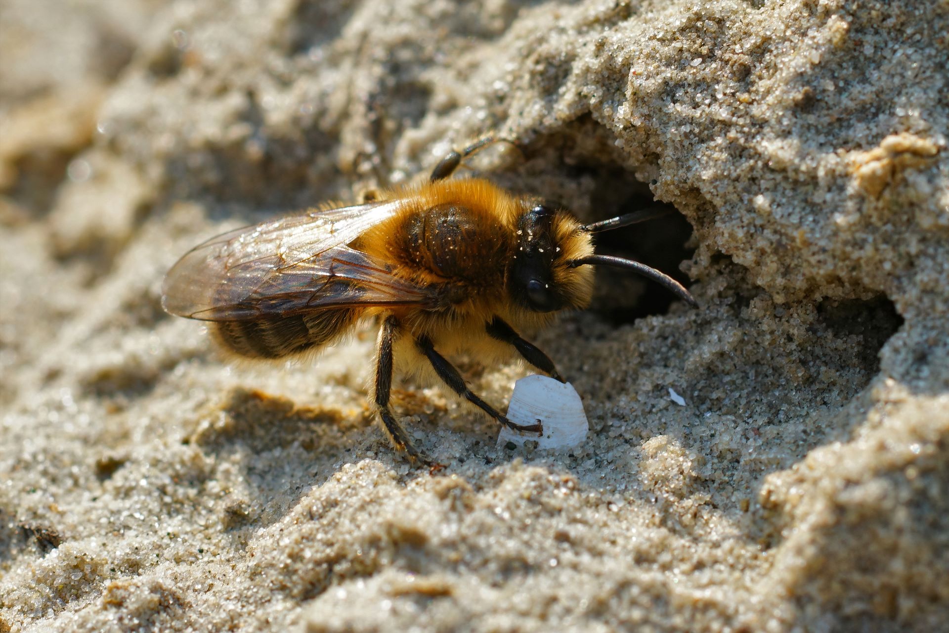 Zu sehen ist eine Frühlings-Seidenbiene am Eingang einer Nesthöhle.