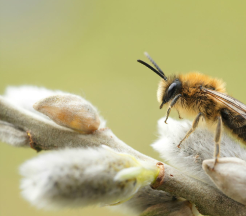 Zu sehen ist eine Frühlings-Seidenbiene auf einem Weidenkätzchen.