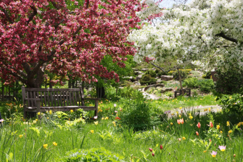 Garten im Mai – mit blühenden Bäumen und Tulpen. Foto: AdobeStock_Maryna
