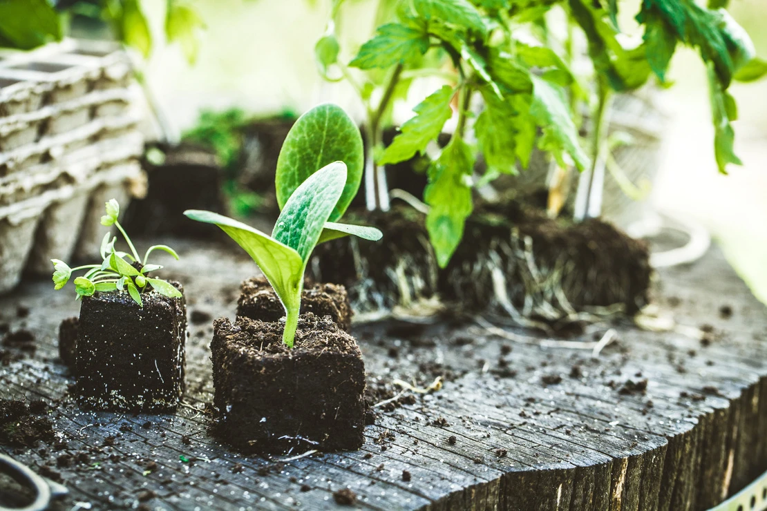 Garten im Mai: Gemüsesetzlinge auf Holztisch. Foto: AdobeStock_mythja