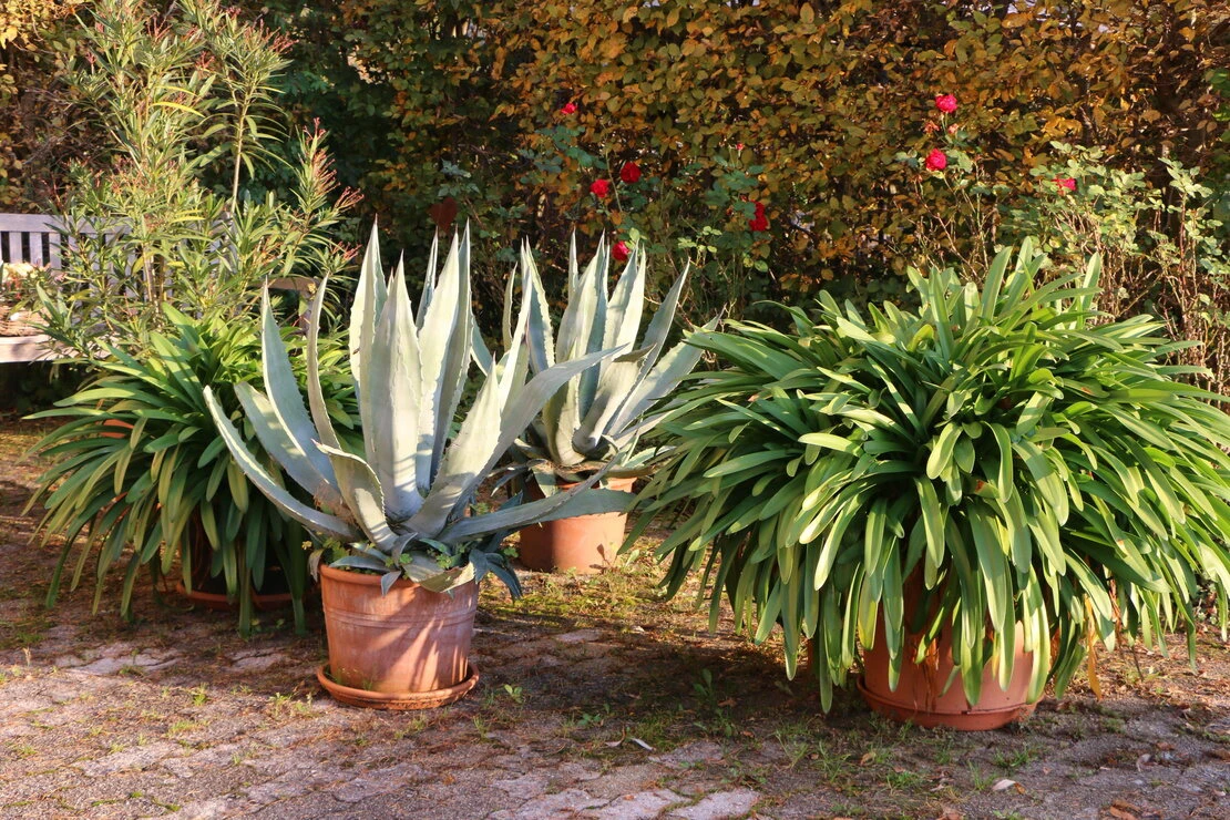 Garten im Mai – Große Kübelpflanzen (Agave, Agapanthus) in Terracotta. Foto: AdobeStock_vulkanismus