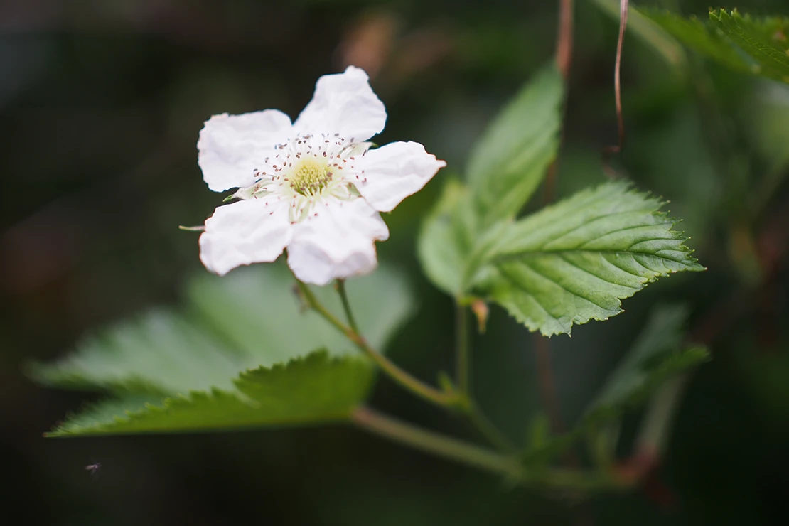 Eine weiße Blüte an einem Himbeerstrauch. [Foto: AdobeStock_結衣 宮成]