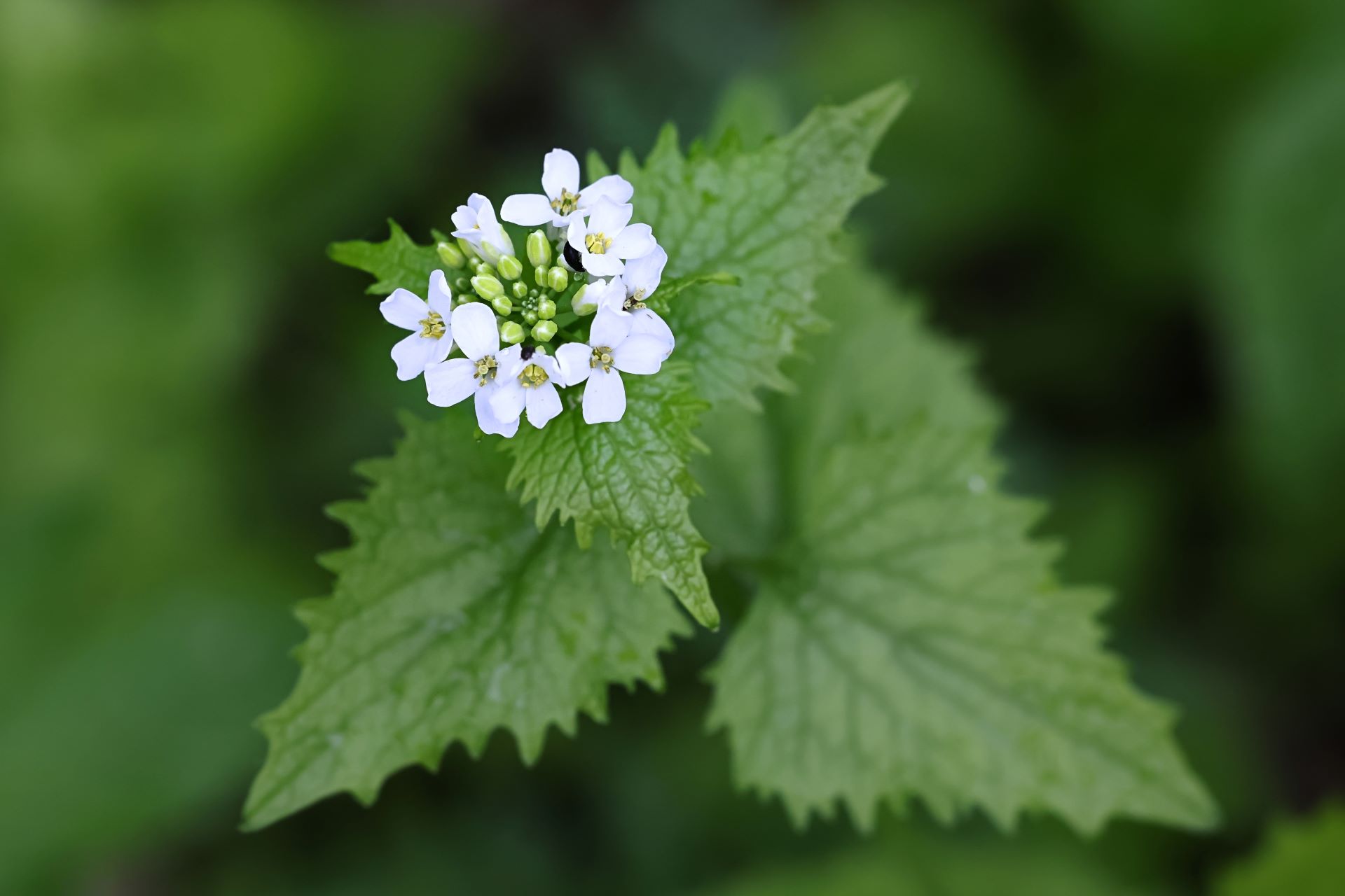 Zu sehen ist die Blüte und ein Teil des Stängels mit Blättern der Knoblauchsrauke.