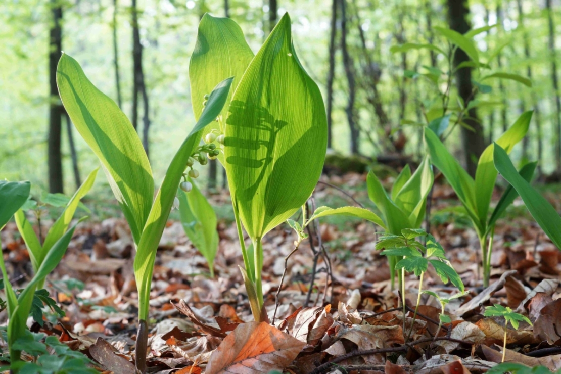 Maiglöckchenblätter sprießen aus dem laubbedeckten Waldboden. Foto: AdobeStock_Piotr