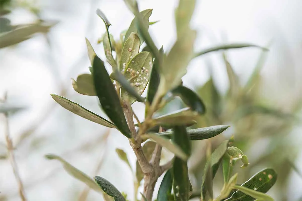 Schaedlinge an einem Olivenbaum [Foto: AdobeStock_Natalia-Mylova]