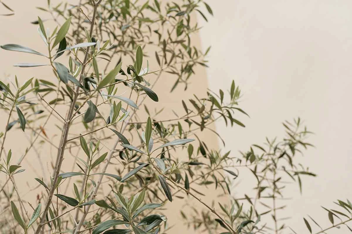 Worauf kommt es an, wenn mal einen Olivenbaum pflegen muss und lange Freude damit haben moechte – hier zu sehen: Zweige vor einer Hauswand [Foto: AdobeStock_Floral Deco]