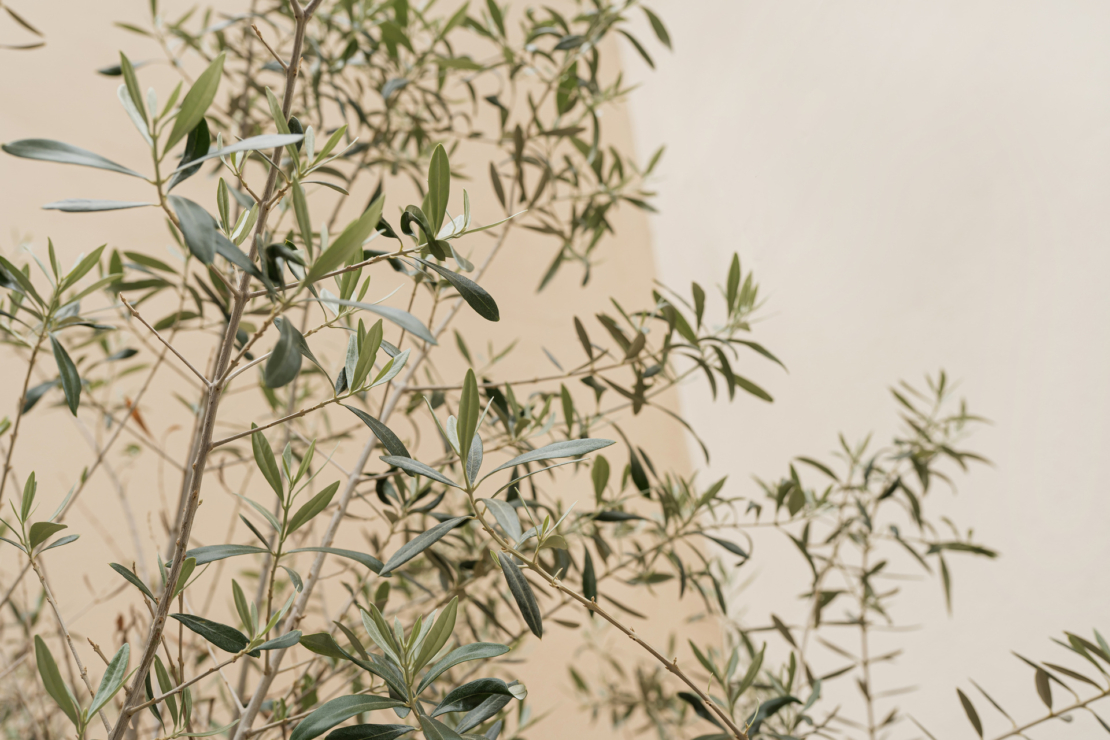 Olivenbaumzweige vor hellem Hintergrund. Foto: AdobeStock: Floral Deco