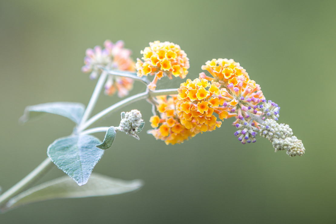 Spätblühende Gehölze: Sommerflieder