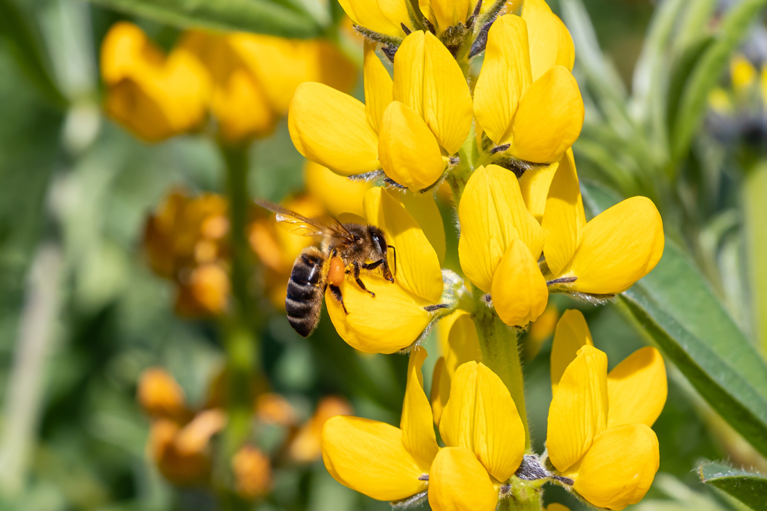 Biene an gelber Süßlupinenblüte. Foto: AdobeStock_Alfredo