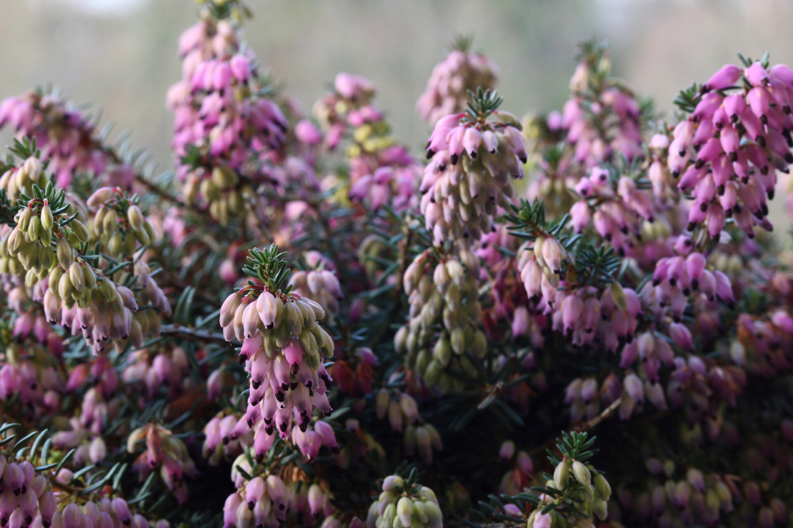 Winterheide mit pinkfarbenen Blüten. Foto: AdobeStock_Christian Gernert