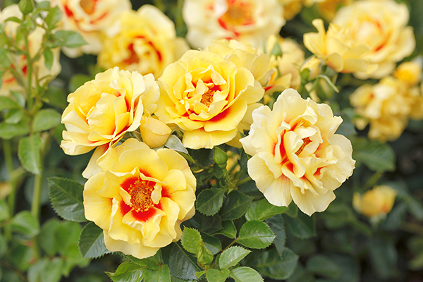 Nahaufnahme der Orienta® Rose Aylin mit gelben, in der Mitte roten Blüten