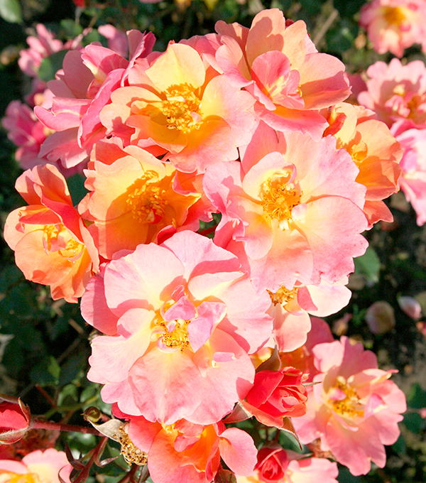 Nahaufnahme der Blüten der Rose Jazz® mit ihrem Farbenspiel von Lachsrot, Gelborange und Rosa