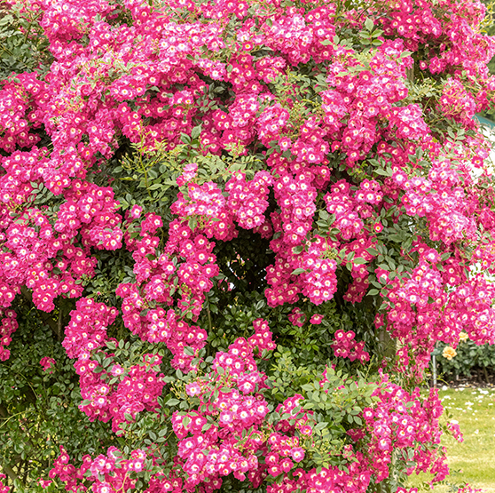Die Kletterrose Libertas® in Strauchform wachsend, überreich blühend mit pink-rosafarbene Blüten.