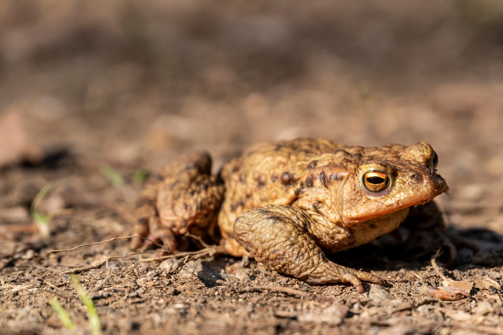 Kröten im Garten Amphibien als Schädlingsbekämpfer GartenFlora