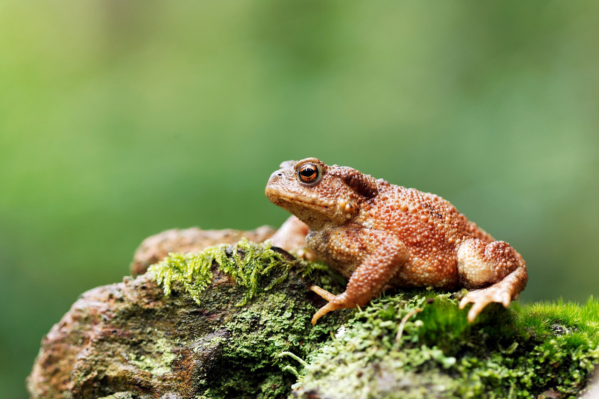 Kröten im Garten Amphibien mit warzigem Rücken GartenFlora