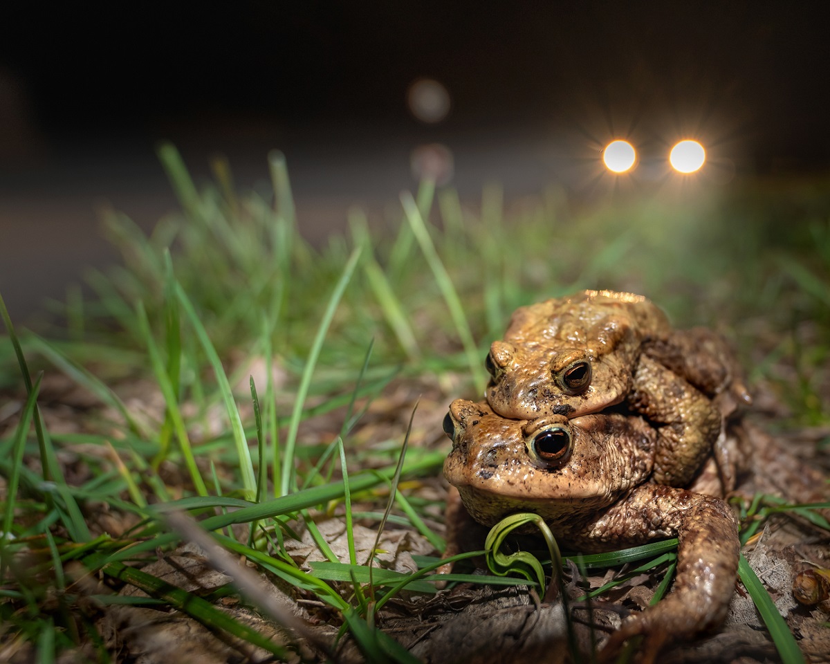 Kröten im Garten Amphibien mit warzigem Rücken GartenFlora