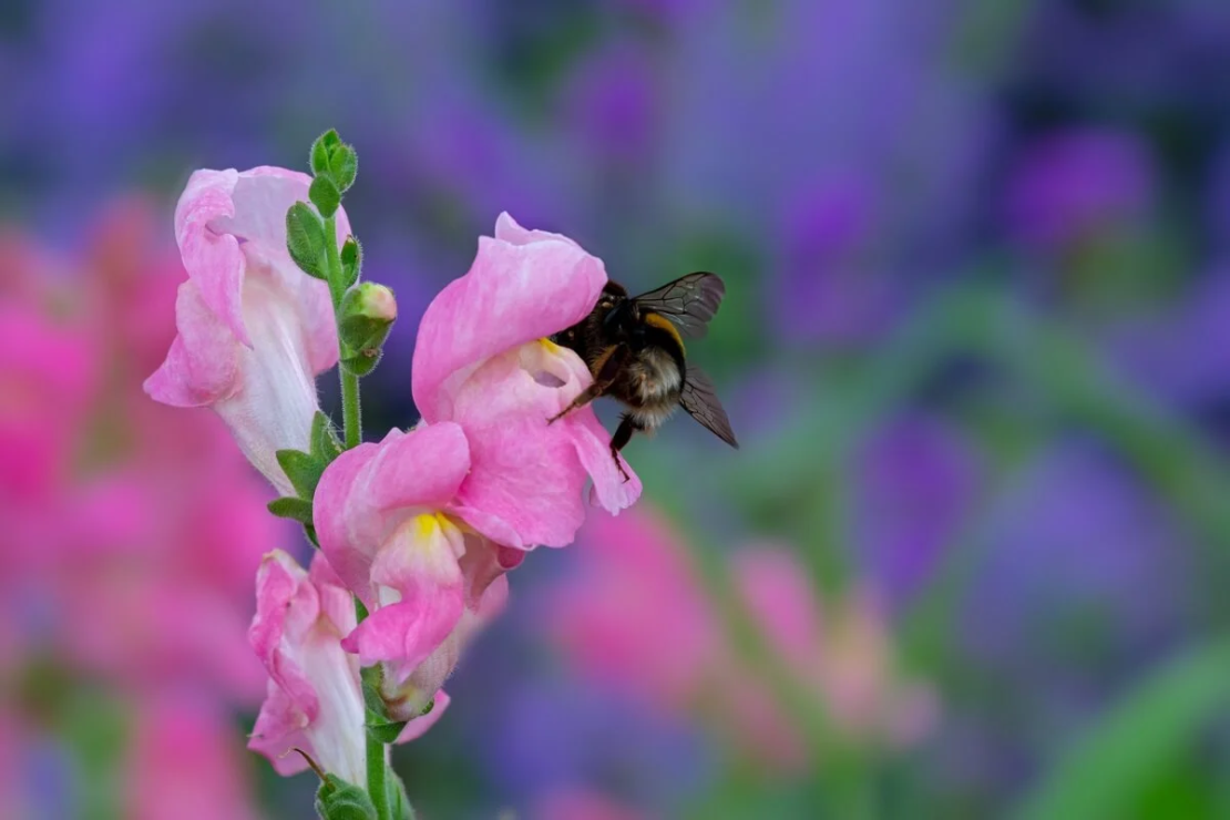 Eine Hummel trinkt den Nektar eines Löwenmäulchens