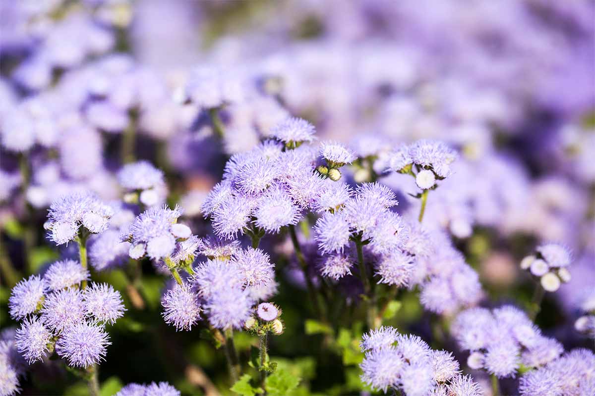 Leberbalsam zählt zu den unkomplizierten Balkonpflanzen. [Foto: AdobeStock_Ileana_bt]