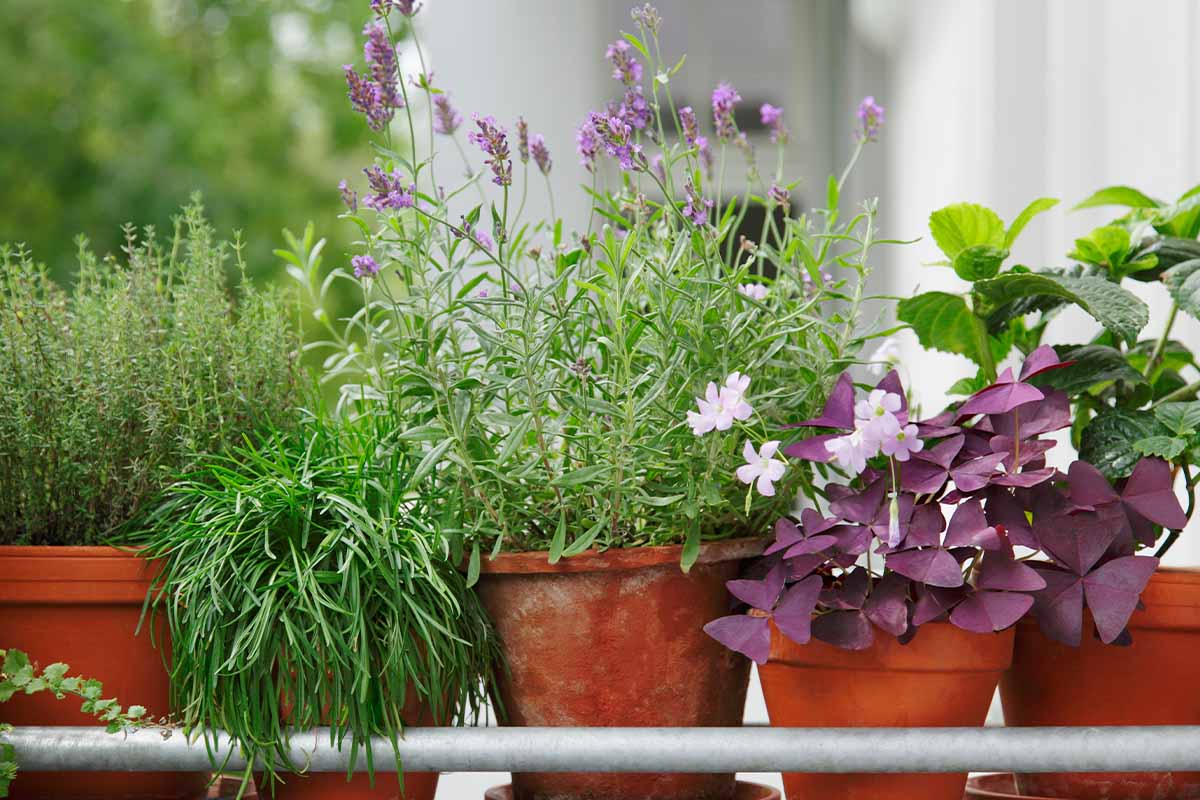 Lavendel neben Balkonpflanzen wie Klee [Foto: AdobeStock_Friedberg]