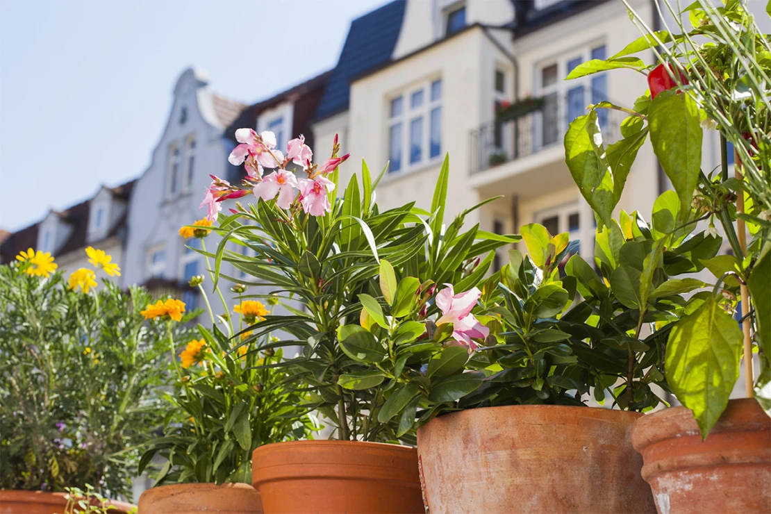 Garten im Juni - Balkonpflanzen in Tontöpfen. Foto: AdobeStock_spql