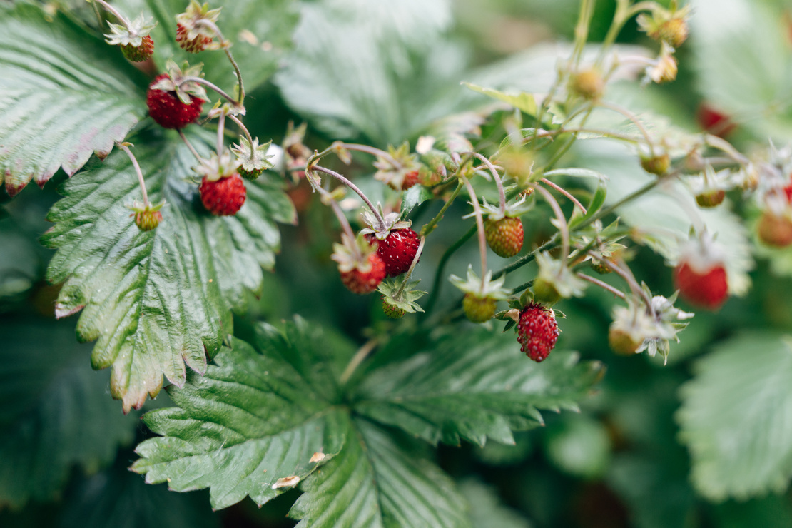 Bodendecker: Walderdbeeren in der Nahaufnahme. Foto: AdobeStock_Jrn