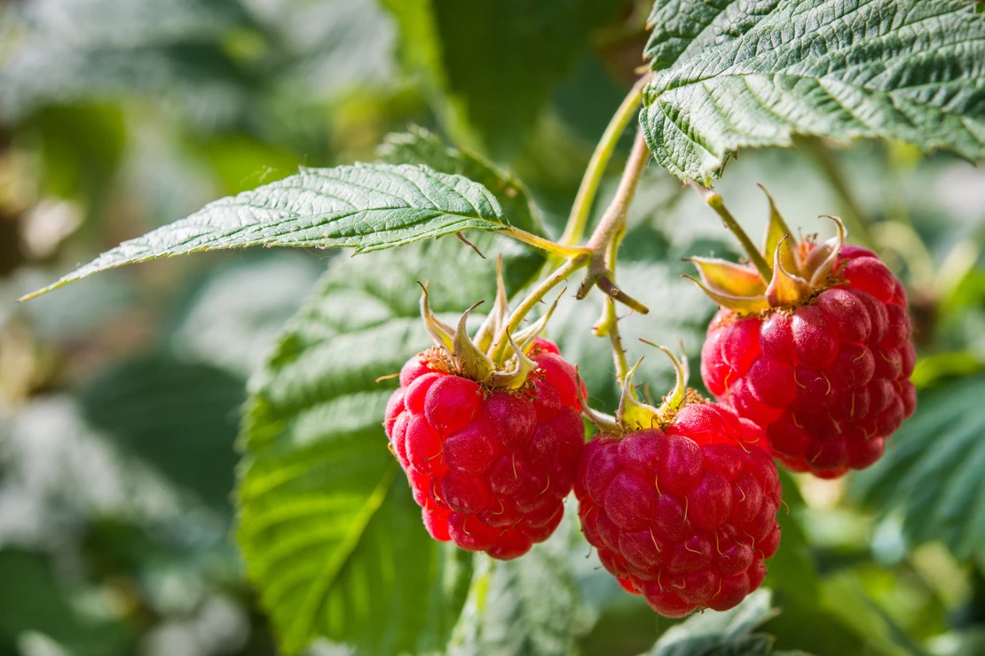 Garten im Juni – Drei reife Himbeeren am Strauch. Foto: AdobeStock_Dusan Kostic