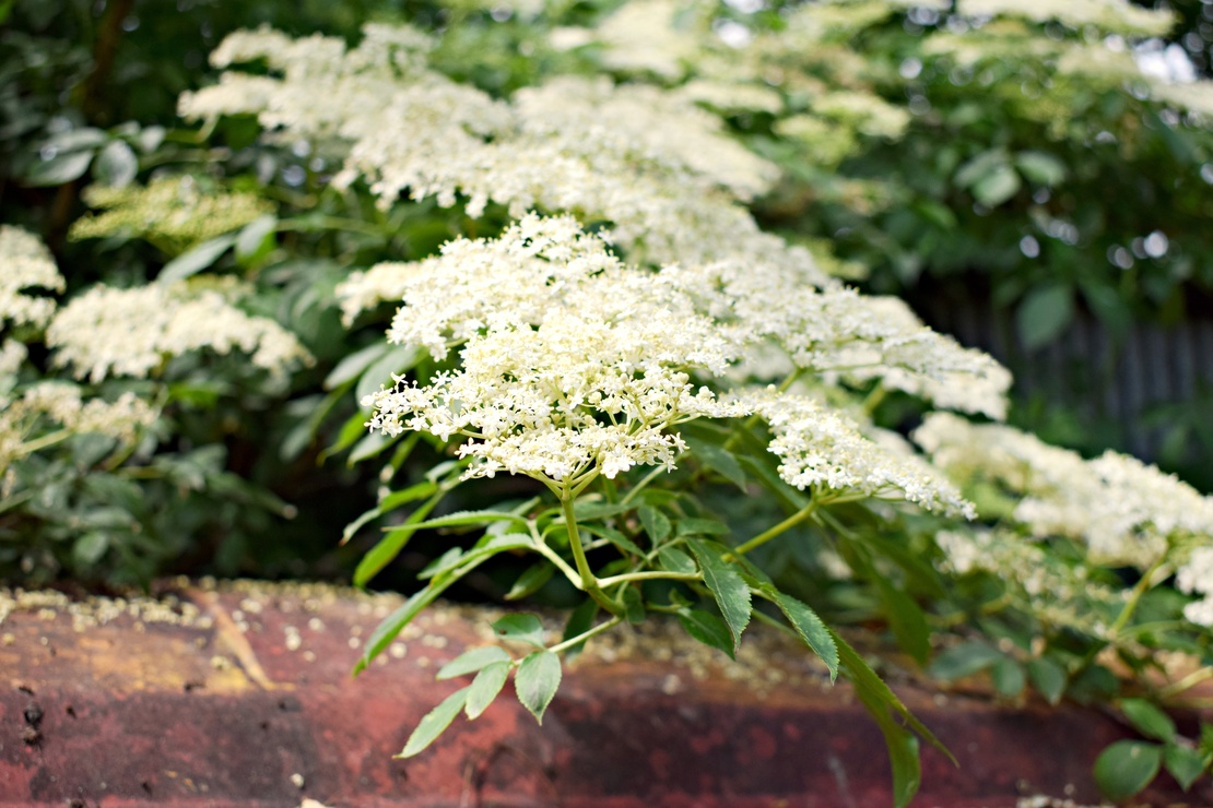 Zweige eines Holunders mit weißen Doldenblüten hängen über eine rote Steinmauer. Foto: AdobeStock_Ignisdev Ltd