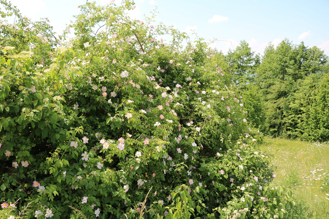 Blühende Hundsrose vor einer Wiese und einem dahinterliegenden Wald. Foto: AdobeStock_ClaraNila