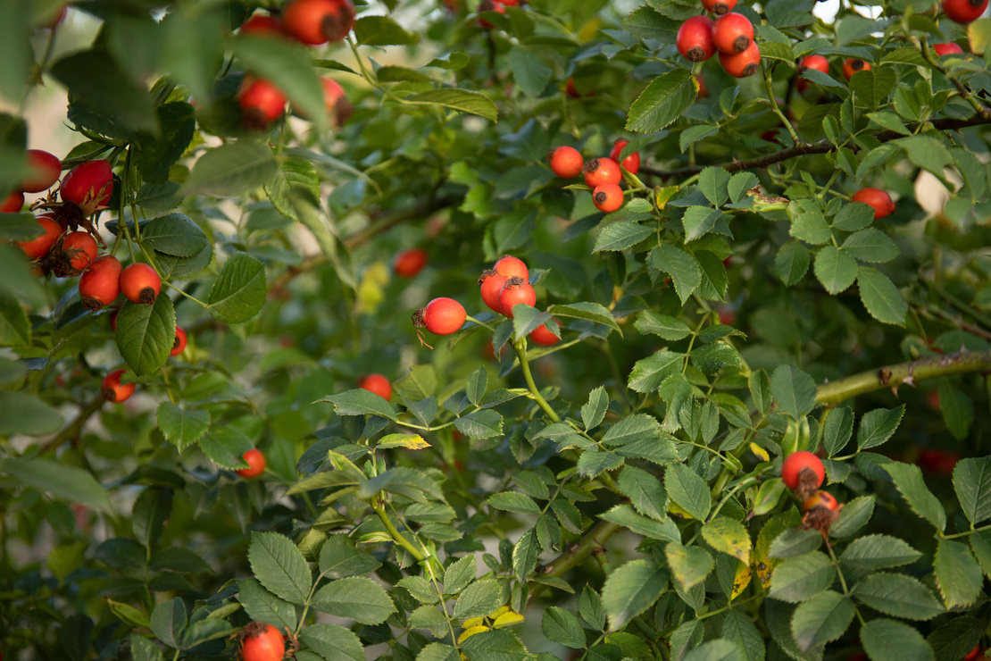 Zweige einer Hundsrose, mit kleinen roten Hagebutten behangen. Foto: AdobeStock_Ivanna