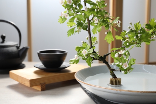 Ikebana mit Weißdornblüten neben Teegeschirr aus schwarzer Keramik auf einem Tisch. Foto: AdobeStock_New Africa