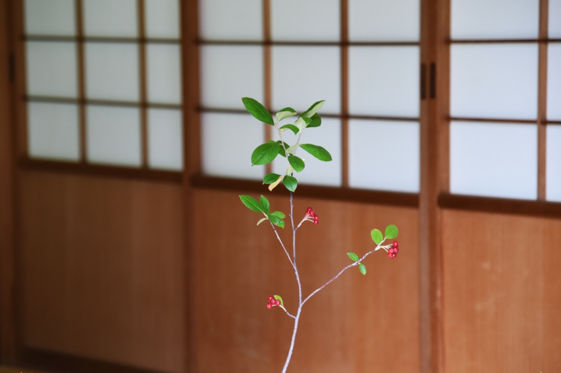 Zweig mit kleinen roten Früchten vor einer traditionellen japanischen Tür. Foto: AdobeStock_tamu